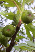 7th Aug 2014 - 20140807 Flowers of Europe - fresh figs