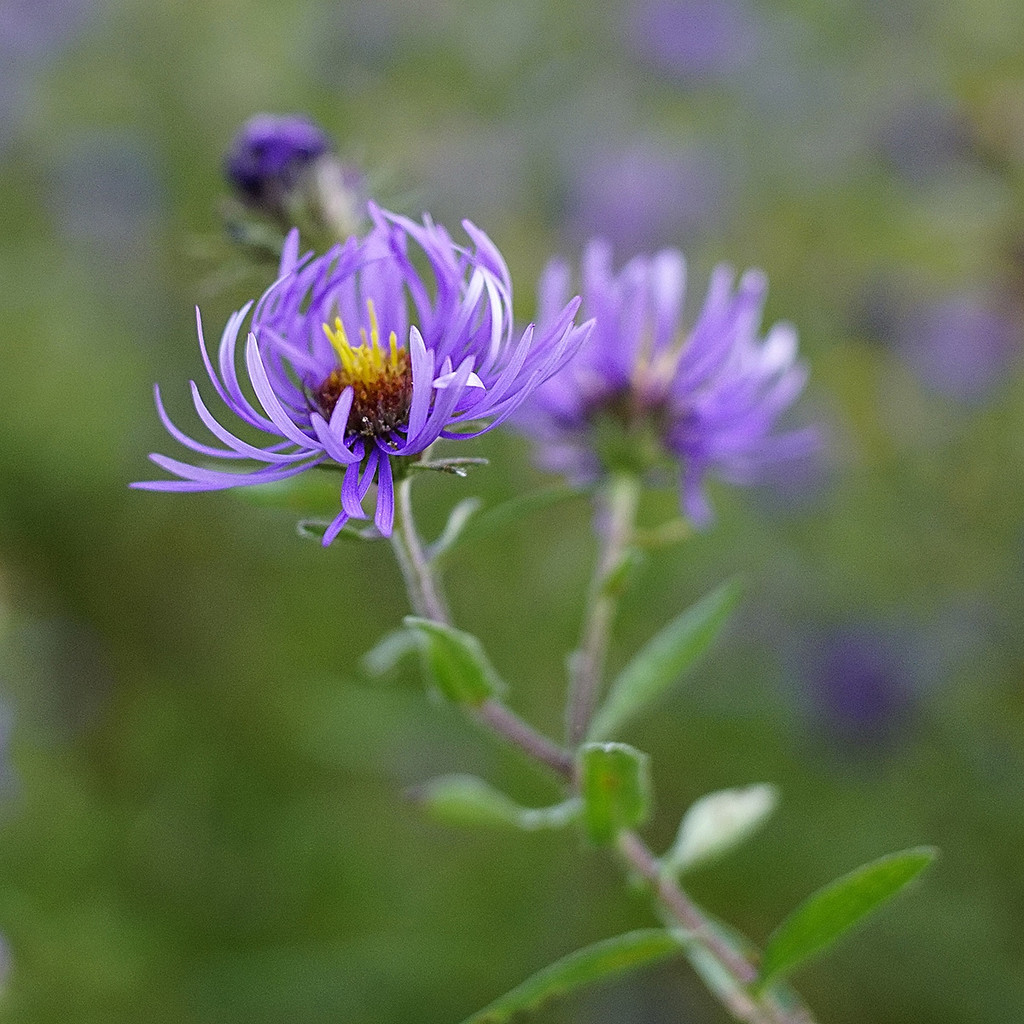 Field Flower, Purple by gardencat