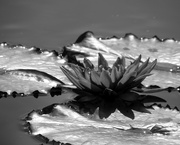 29th Sep 2014 - September 29: Water Lily in shades of gray