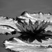 September 29: Water Lily in shades of gray by daisymiller