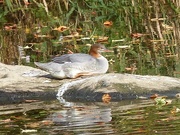 1st Oct 2014 - Goosander (female) on the River Wye at Builth Wells.