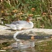 Goosander (female) on the River Wye at Builth Wells. by susiemc