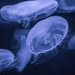 Jellyfish by gosia