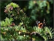 1st Oct 2014 - Red Admiral
