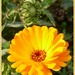Calendula (Marigold ) by beryl