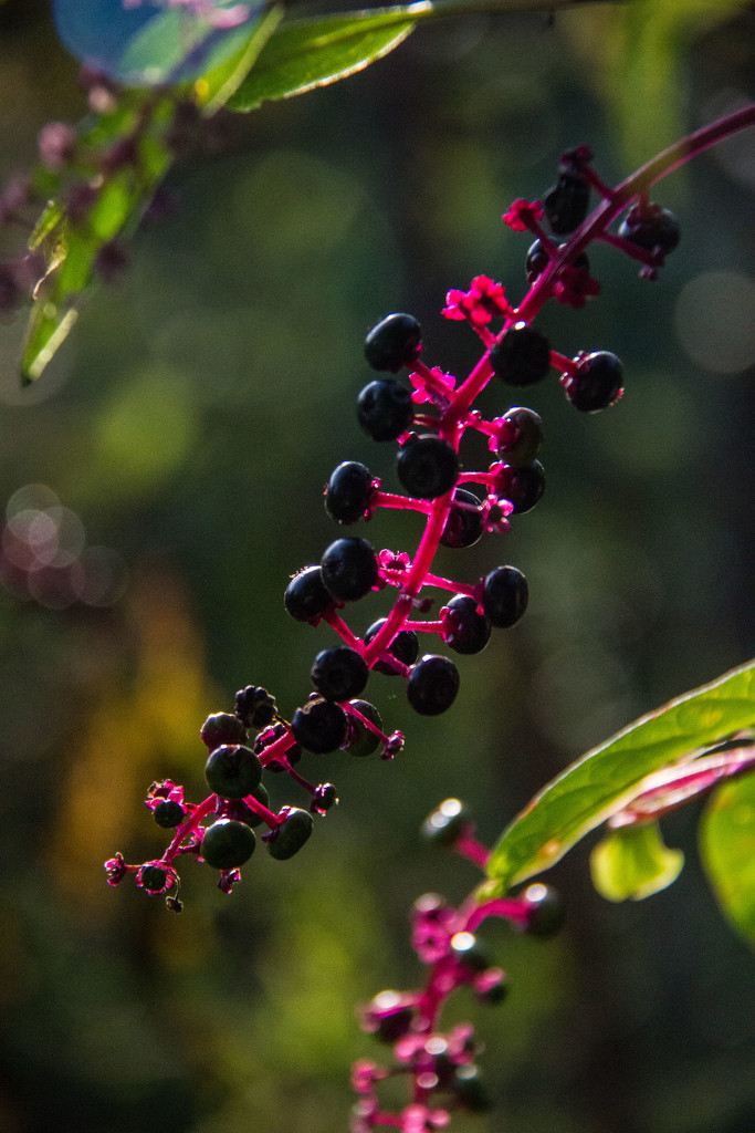 Poke berries by randystreat