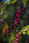1st Oct 2014 - Poke berries