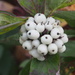 Interesting berries by philhendry