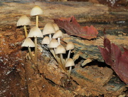 30th Sep 2014 - Colony of Mushrooms