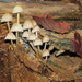 Colony of Mushrooms by rob257