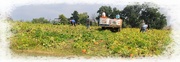 30th Sep 2014 - Boys In The Pumpkin Patch