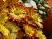 1st Oct 2014 - Sunburst Chrysanthemums