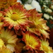 Sunburst Chrysanthemums by khawbecker