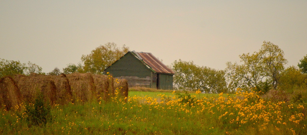 Bales, Barn, Blossoms by kareenking