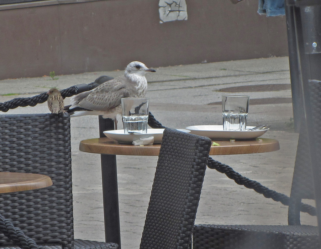 Birds visit a café IMG_4728 by annelis