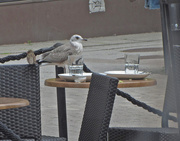 15th Jul 2014 - Birds visit a café IMG_4728