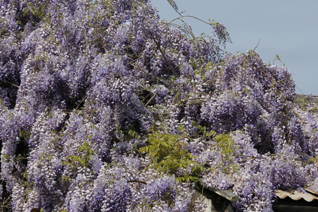 Wandering wisteria by gilbertwood