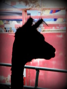 2nd Oct 2014 - Silhouetted Llama