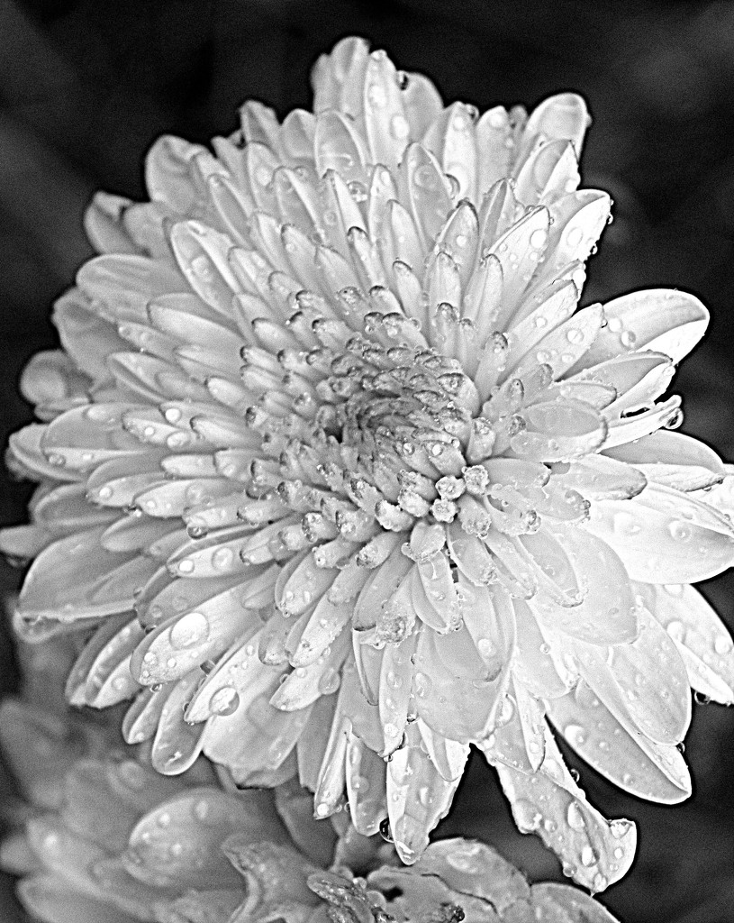 October 1: The days of the chrysanthemums by daisymiller