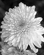1st Oct 2014 - October 1: The days of the chrysanthemums