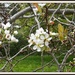 pear blossom by cruiser