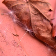 1st Oct 2014 - Seeds and leaf