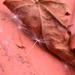 Seeds and leaf by ziggy77