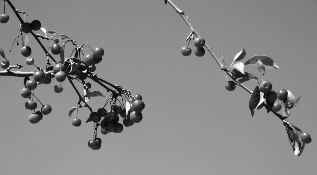 Tree in B&W with berries by mittens