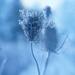 Blue Lace by gardencat