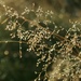 Dewy grass by callymazoo