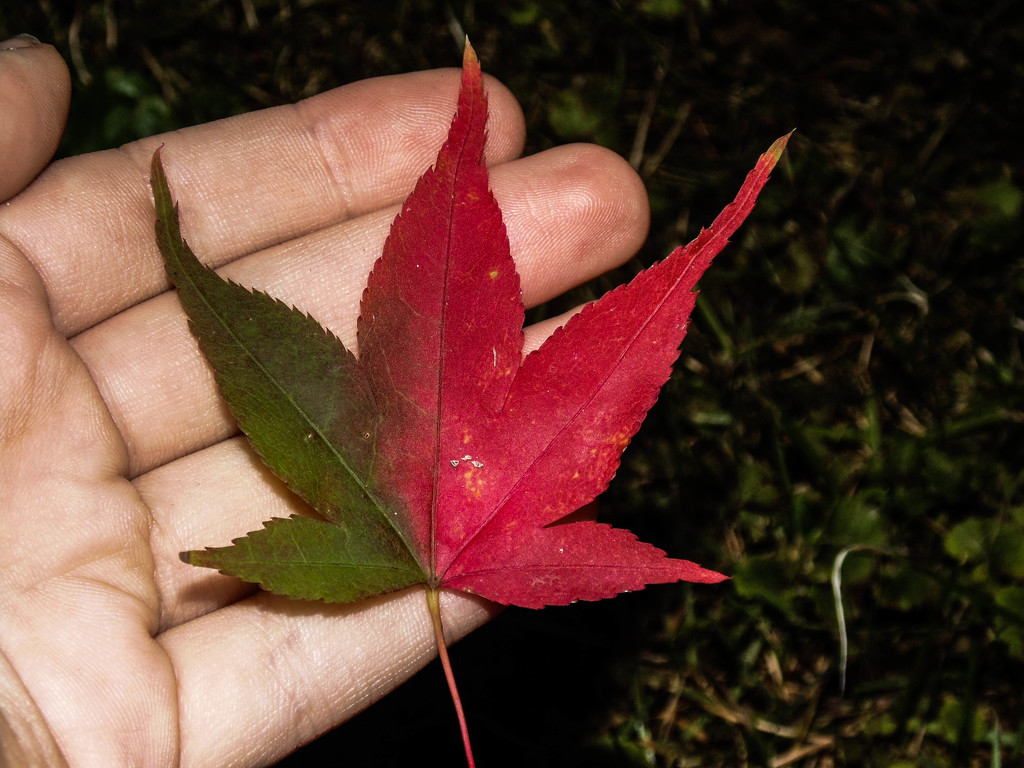 Ombré Leaf  by justaspark