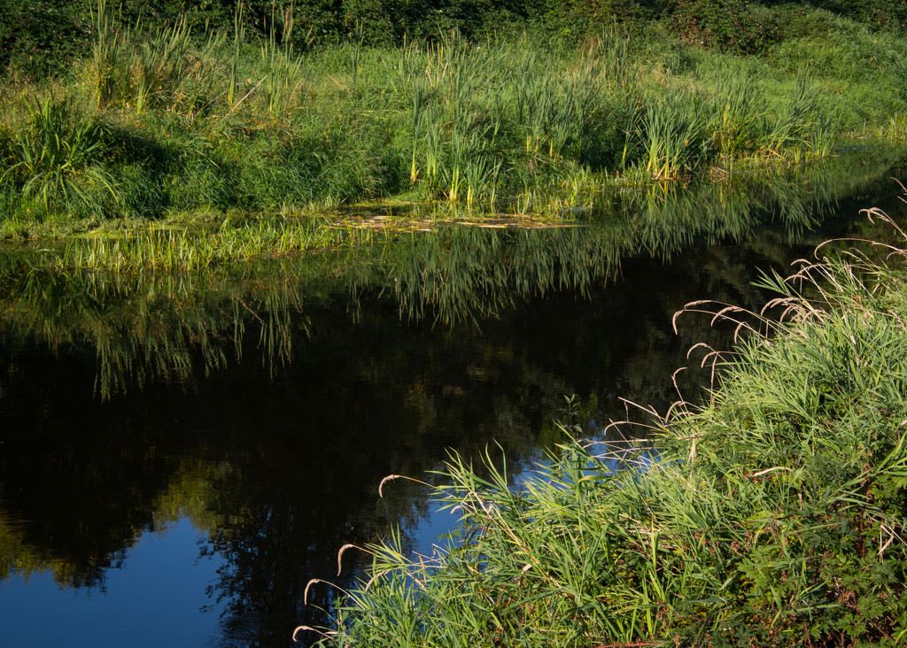 River Grasses by epcello