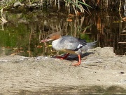 2nd Oct 2014 - Male Goosander in Eclipse Plumage