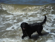 28th Aug 2014 - Water dog