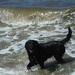 Water dog by corktownmum
