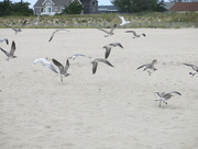 7th Sep 2014 - Seagulls