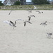 Seagulls by corktownmum
