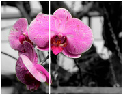 2nd Oct 2014 - orchid