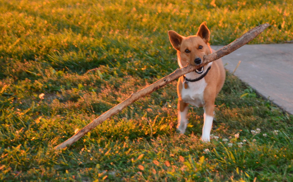 Hank and the Big Stick by kareenking