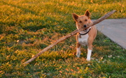 2nd Oct 2014 - Hank and the Big Stick