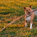 Hank and the Big Stick by kareenking