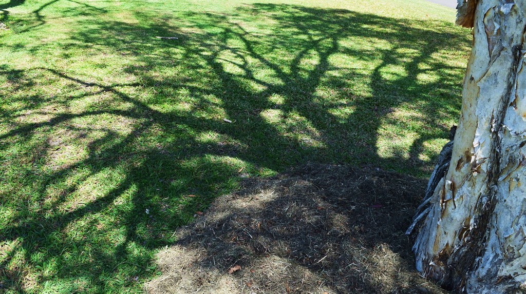 Tree Shadow. by happysnaps