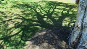 3rd Oct 2014 - Tree Shadow.