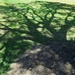 Tree Shadow. by happysnaps