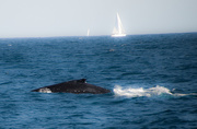 2nd Oct 2014 - watching the whales - awe and wonder