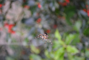 3rd Oct 2014 - Dancing spider