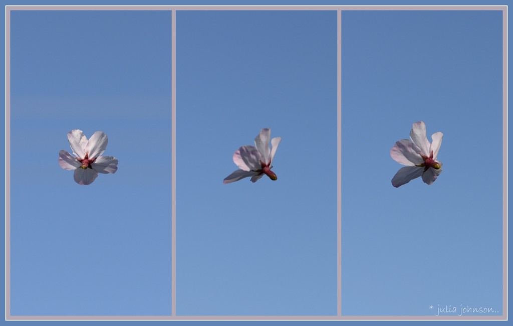  Floating Cherry blossom  Triptych .. by julzmaioro