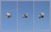 3rd Oct 2014 -  Floating Cherry blossom  Triptych ..