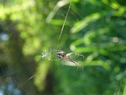 30th Sep 2014 - Spider