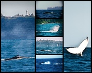 3rd Oct 2014 - Giants of the Sea - humpbacks